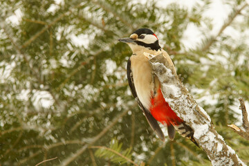 Great Spotted Woodpecker, Dendrocopos major