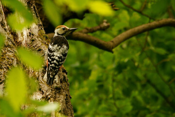 White-backed Woodpecker, Dendrocopos leucotos