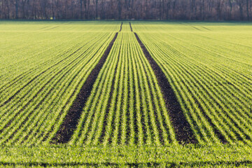 Agricultural farming field with small green plants in lines during winter