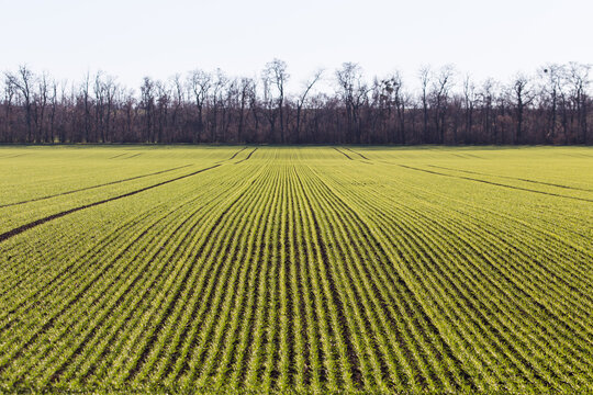Agricultural farming field with small green plants in lines during winter in Austria
