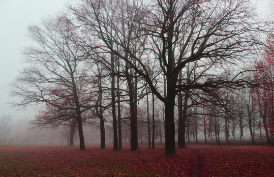 bare trees without foliage in autumn stand in the fog in the early morning.
