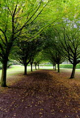 Naklejka premium Whipsnade Tree Cathedral - Chilterns - United Kingdom