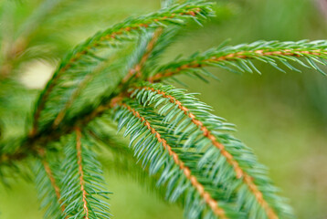 Christmas tree closeup fern leaf - background