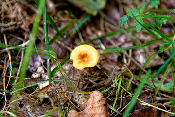 Mushrooms - Tubaria hiemalis - Winter Twiglet