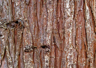 Logs texture background in the forrest - Whipsnade Tree Cathedral