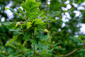 English Oak acorns on the tree in autumn