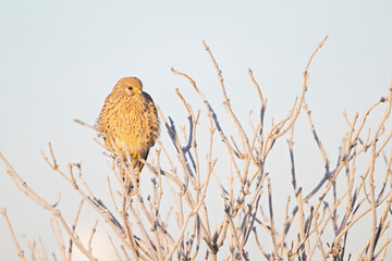A common kestrel (Falco tinnunculus) perched on a branch with freezing temperatures.