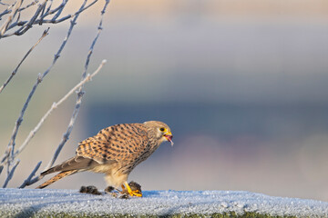 A common kestrel (Falco tinnunculus) eating a mouse.	
