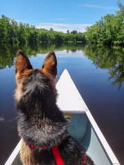 German Shepherd dog mix enjoys a day canoeing down the river