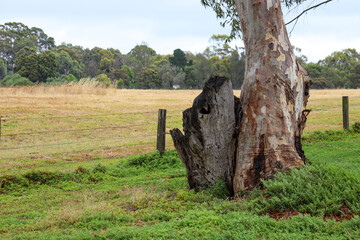 old eucalypt tree in rural landscape