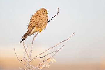 A common kestrel (Falco tinnunculus) perched on a branch with freezing temperatures.