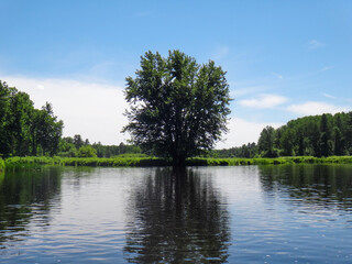A beautiful tree shows off a perfect reflection on the lake below on a summer day