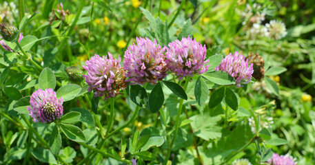 Blossom of the clover of red