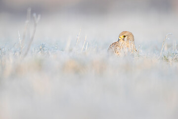 A common kestrel (Falco tinnunculus) viewed from a low angle resting in the frozen grass.
