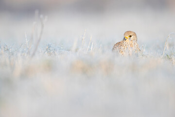 A common kestrel (Falco tinnunculus) viewed from a low angle resting in the frozen grass.