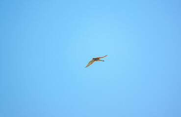 kestrel (Falco tinnunculus) on the wing in a blue sky hunting prey on the ground below