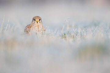 A common kestrel (Falco tinnunculus) viewed from a low angle resting in the frozen grass.