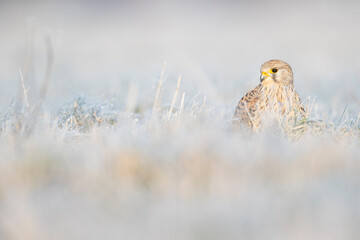 A common kestrel (Falco tinnunculus) viewed from a low angle resting in the frozen grass.