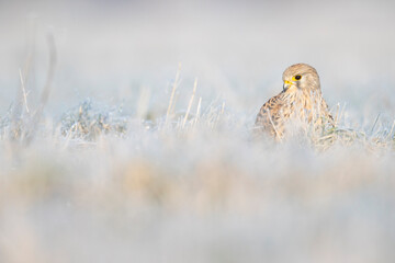 A common kestrel (Falco tinnunculus) viewed from a low angle resting in the frozen grass.