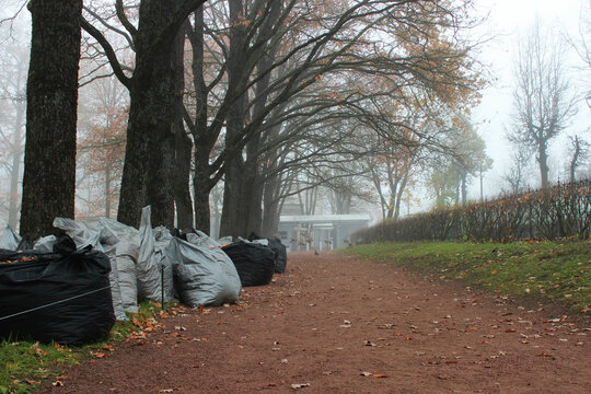 fog in the autumn park. sacks of leaves stand near bare trees