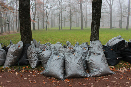 fog in the autumn park. sacks of leaves stand near bare trees