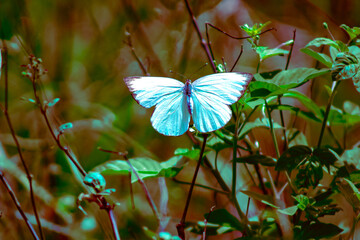 butterfly on a flower