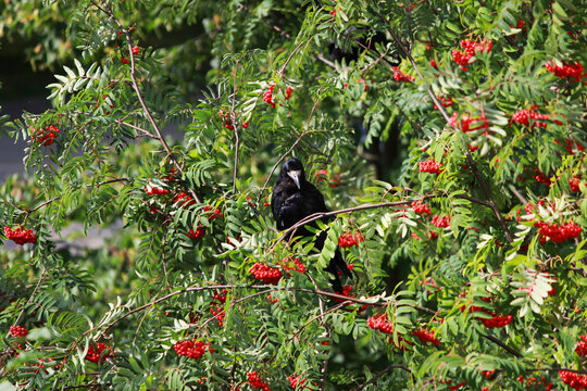black crow sits on a mountain ash in autumn. eats berries