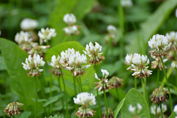 White clover blooms
