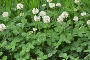 White clover blooms