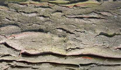 Wood texture with detail.  Close-up