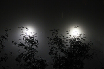 silhouettes of trees at night in fog with lights of city lanterns. branches of rowan and light from a construction site nearby © wolfness72