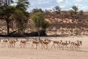Fototapeta na wymiar Springbok in the Kgalagadi