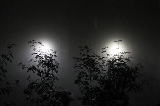 silhouettes of trees at night in fog with lights of city lanterns. branches of rowan and light from a construction site nearby