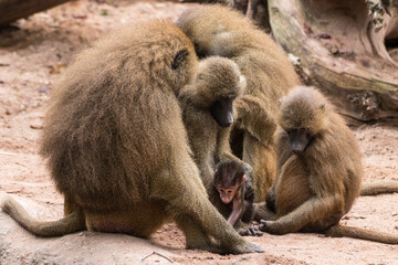 monkeys in the zoo