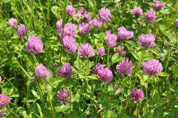 Clover (Trifolium pratense) grows in the meadow among the grasses
