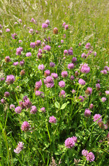 Clover (Trifolium pratense) grows in the meadow among the grasses