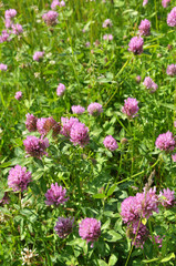 Obraz premium Clover (Trifolium pratense) grows in the meadow among the grasses