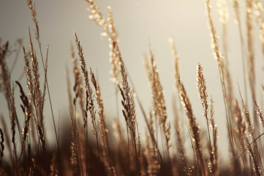 spikelets of grass against the golden light. autumn landscape, beautiful background.