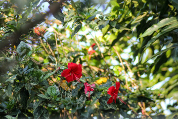 Obraz premium hibisco