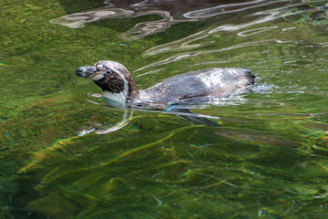 Naklejka premium penguin in the zoo
