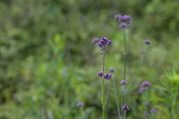 flowers in the field