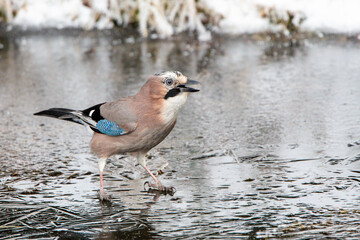 Eichelhäher auf Glatteis