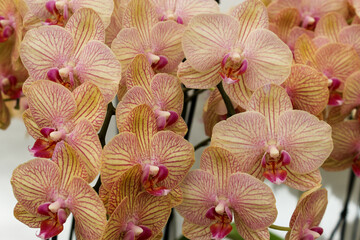 pink orchid flower