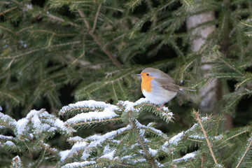 Rotkehlchen auf Schnne und Eis