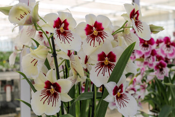 orchid flowers in the garden