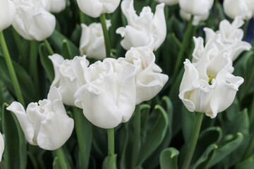white tulips in the garden