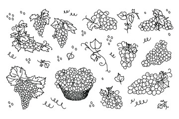 Outline drawn set Grape. Different bunches of grapes, for the label