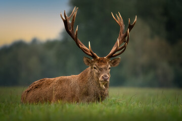 Naklejka na ściany i meble A royal red deer with huge antlers lies on a field on the green grass. Close-up. Trophy.