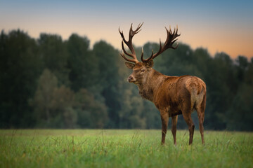 A large, full-grown red deer with huge antlers. A male deer stands in the field and looks directly...