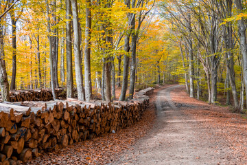 timber stack near to path, wood piles in the forest at aoutumn,  wood piles on the dried leaves, lumber industry © On The Backof Camera